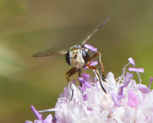 Réf. 285 250 : Conops sp.
